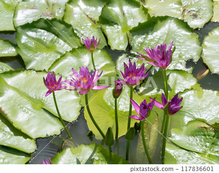 Purple tropical water lily 117836601