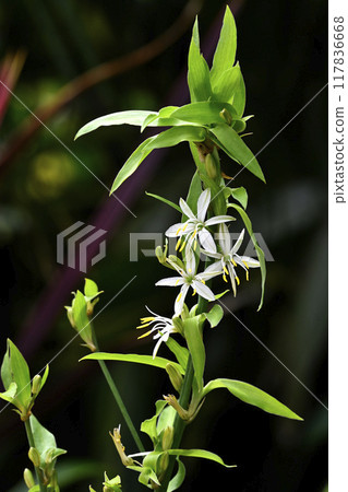 Orizururan 117836668