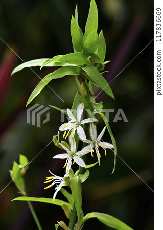 Orizururan 117836669