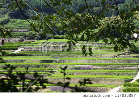 Rice terraces in Rokuri in August (Hoshino Village, Yame City) Rokuri, the village of the sky 117836897
