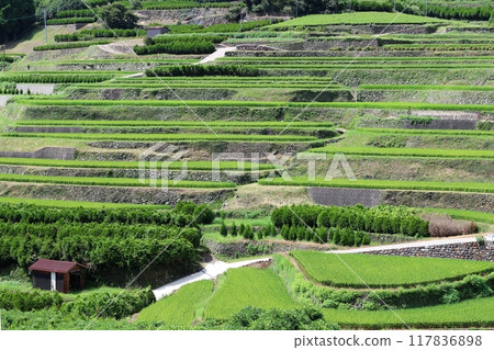Rice terraces in Rokuri in August (Hoshino Village, Yame City) Rokuri, the village of the sky 117836898