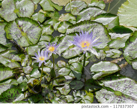 淡紫色熱帶睡蓮 117837307