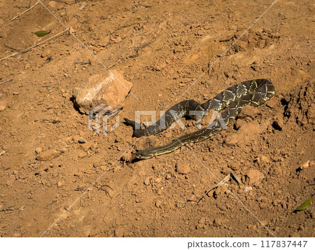 Reptilian Stealth and Camouflage in the Wild Outdoors Reptilian Stealth and Camouflage in the Wild Outdoors 117837447
