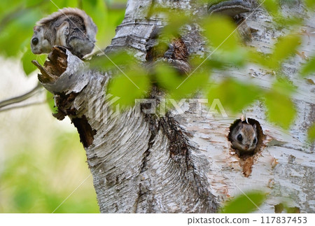 A Siberian flying squirrel peeking out of its burrow in a park in Hokkaido and a Siberian flying squirrel sitting on a branch and young leaves 117837453