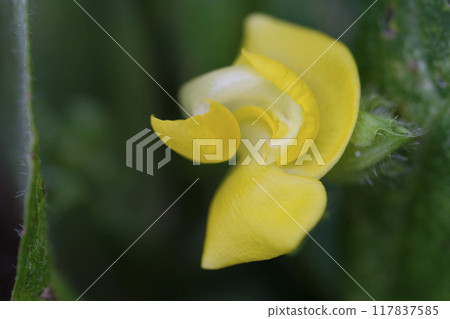 Azuki bean flowers Azuki bean flowers blooming in a summer field Azuki bean flowers Azuki bean flowers blooming in a summer field 117837585