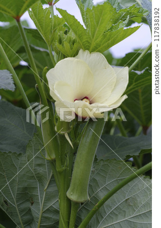 秋葵花在夏天的花園裡 秋葵花在夏天的花園裡 117838192