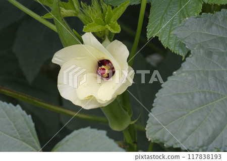秋葵花在夏天的花園裡 秋葵花在夏天的花園裡 117838193