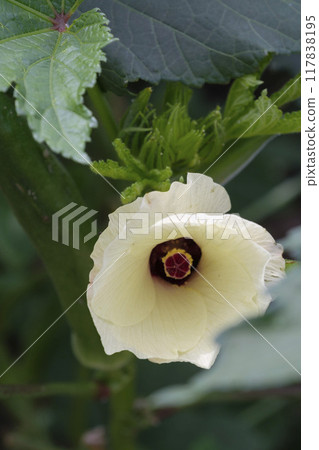 秋葵花在夏天的花園裡 117838195