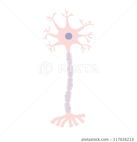 人類神經細胞 人類神經細胞 117838218