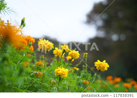 黃色萬壽菊 黃色萬壽菊 117838391