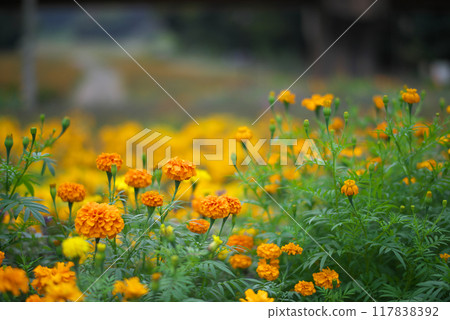 橙色萬壽菊 橙色萬壽菊 117838392