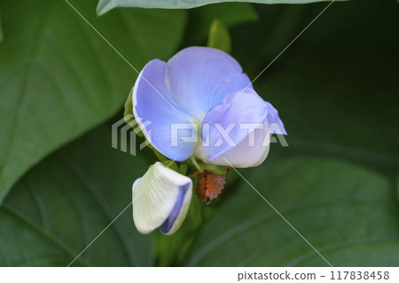 夏季菜園裡的方豆花，Shikakumame，方豆 117838458