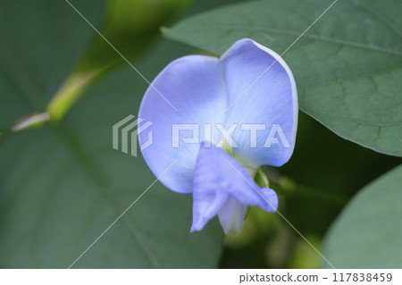 夏季菜園裡的方豆花,Shikakumame,方豆 夏季菜園裡的方豆花,Shikakumame,方豆 117838459