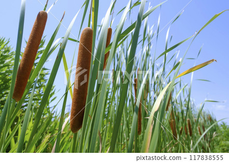 Hot-eared cotton Hot-eared cotton 117838555