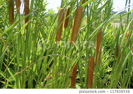 Hot-eared cotton Hot-eared cotton 117838556