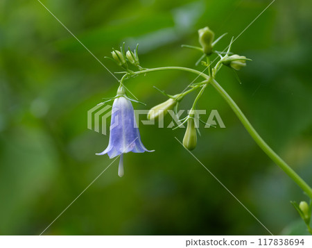 日本初秋，美麗的藍紫色野花在田野裡綻放 117838694