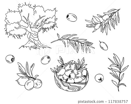Olive set. Branches, isolated fruits and olives in a wooden bowl, olive tree. Hand drawn botanical line art, vector illustration. For cards, menu, product and italian or greek or spanish cuisine 117838757