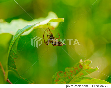 Spider web making: Orb spider, Orb spider (female) 117838772