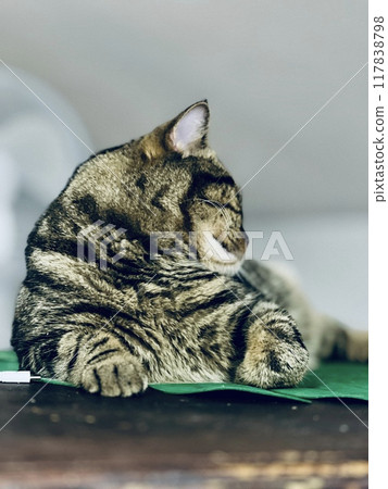Cute tabby cat is sleeping on a green napkin at home Cute tabby cat is sleeping on a green napkin at home 117838798
