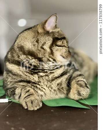 Cute tabby cat is sleeping on a green napkin at home Cute tabby cat is sleeping on a green napkin at home 117838799