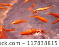 游泳金魚 117838815