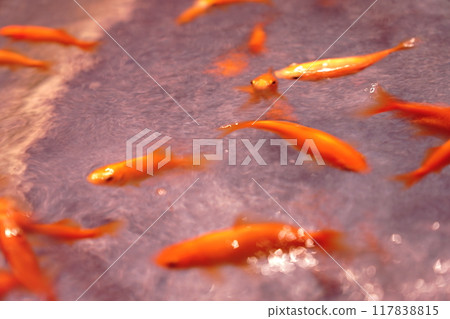 游泳金魚 117838815