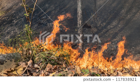Most wildfires start small area and burn the dry grass and leaves on ground in tropical forest. 117838921