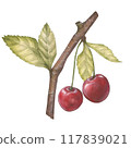 Watercolor illustration of a cherry or sweet cherry on a branch with a leaf. Food, botanical hand drawn illustration. Isolated. For design of packaging, textiles, things and clothing 117839021
