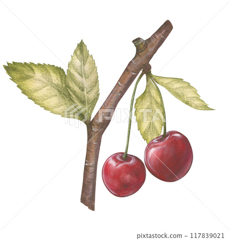 Watercolor illustration of a cherry or sweet cherry on a branch with a leaf. Food, botanical hand drawn illustration. Isolated. For design of packaging, textiles, things and clothing 117839021