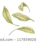 Cherry tree leaves watercolor illustration set. Botanical drawing sketch stylized. Isolated. Hand drawn, suitable for food packaging design 117839028