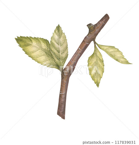 Cherry tree branch and leaves watercolor illustration set. Botanical drawing sketch stylized. Isolated. Hand drawn, suitable for food packaging design 117839031