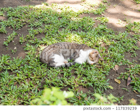 afternoon nap  117839239