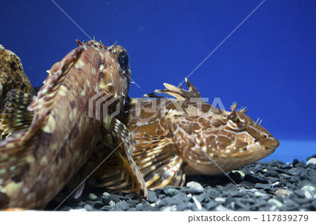 Sand goby, rockfish, blue sand goby, sculpin, goby, Sunrise 117839279
