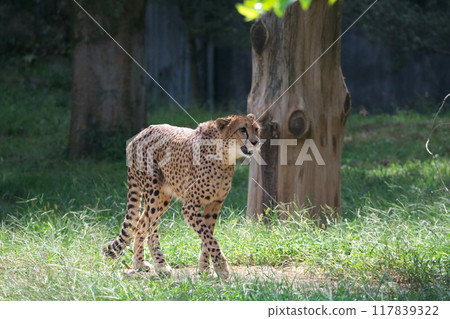 Cheetahs in the African Gardens of Tama Zoological Park in early autumn Cheetahs in the African Gardens of Tama Zoological Park in early autumn 117839322