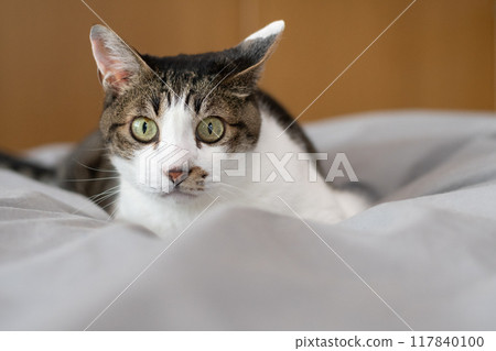 Staring cat Kijitora white 117840100