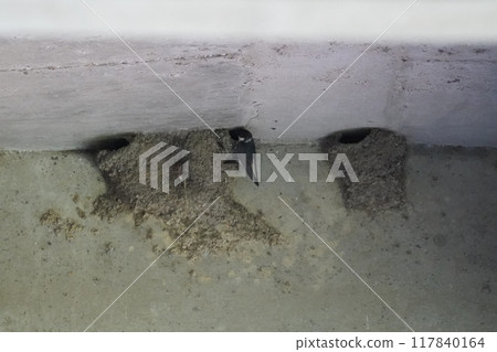 防水惡化的乙烯基溫室 防水惡化的乙烯基溫室 117840164