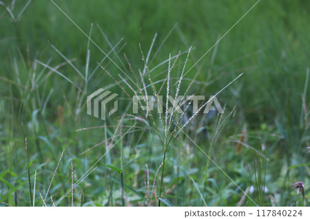 Crabgrass 117840224