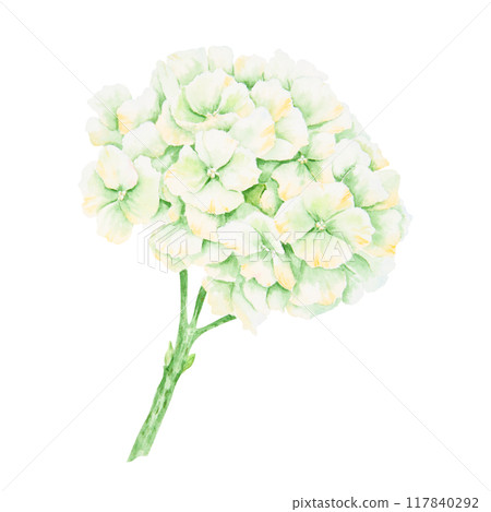 White, cream hydrangea inflorescence. Watercolor botanical illustration. Hand drawn clip art, cut out and isolated. Realistic flower drawing for wedding prints, invitations. Romantic design element. White, cream hydrangea inflorescence. Watercolor botanical illustration. Hand drawn clip art, cut out and isolated. Realistic flower drawing for wedding prints, invitations. Romantic design element. 117840292