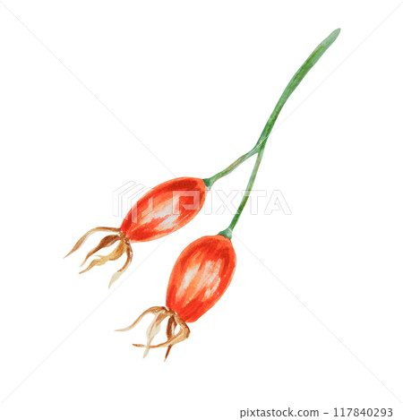 Rosehip berries. Watercolor hand drawn clip art of Wild rose. Realistic floral design element. Sketch Dog-rose, briar, brier, eglantine, canker-rose berries for logo, print, tea and cosmetic packing 117840293