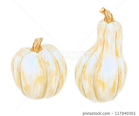 White pumpkins, squash. Harvest illustration. Cut out isolated autumn vegetable clipart. Botanical realistic hand drawn watercolor painting. Halloween design element. Suitable for invitations, prints 117840301