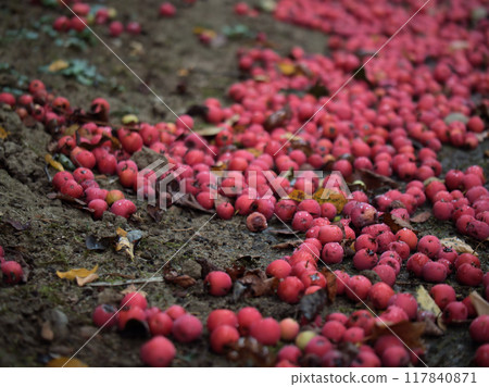 Red Morris hawthorn berries that ripened and fell in August 117840871