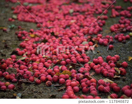 Red Morris hawthorn berries that ripened and fell in August 117840872
