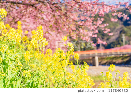 [Shizuoka Prefecture] Kawazu Town - Kawazu cherry blossoms in full bloom 117840880