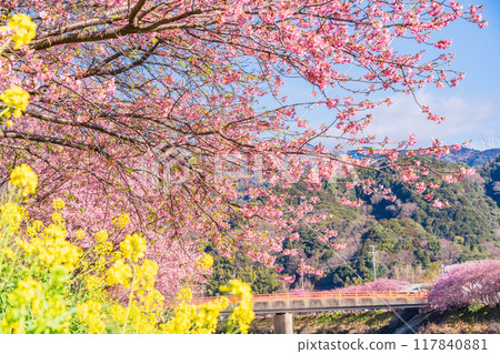 [Shizuoka Prefecture] Kawazu Town - Kawazu cherry blossoms in full bloom 117840881