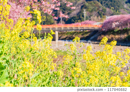 [靜岡縣] 河津町 河津櫻花盛開 117840882