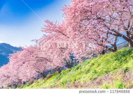 [靜岡縣] 河津町 河津櫻花盛開 117840888