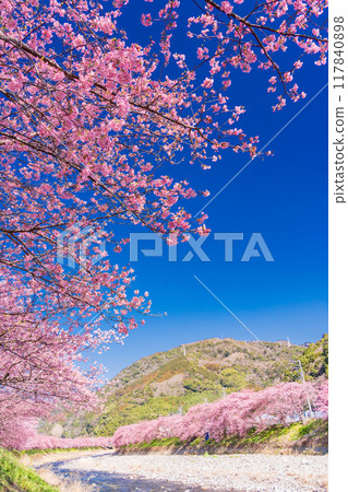 [Shizuoka Prefecture] Kawazu Town - Kawazu cherry blossoms in full bloom 117840898