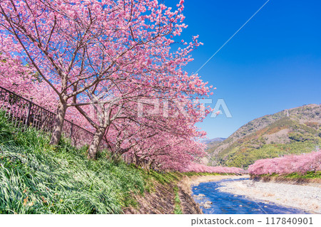 [Shizuoka Prefecture] Kawazu Town - Kawazu cherry blossoms in full bloom 117840901