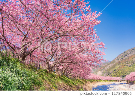 [靜岡縣] 河津町 河津櫻花盛開 117840905