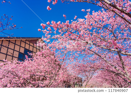 [Shizuoka Prefecture] Kawazu Town - Kawazu cherry blossoms in full bloom 117840907